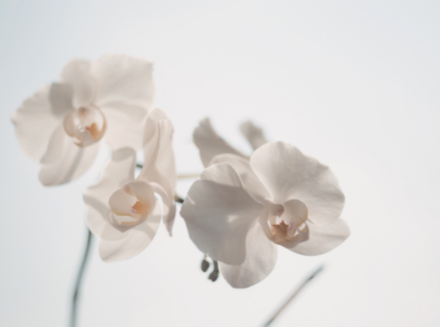 ITOWA着物スタイル撮影カップルプラン