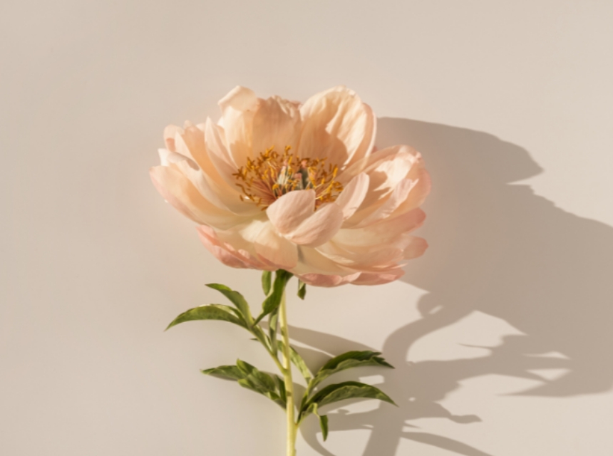 ITOWA着物スタイル撮影シングルプラン